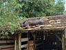 Vaca é resgatada após ficar presa em telhado 