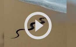 Cobra é encontrada no mar em praia de São Francisco do Sul; veja vídeo