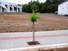 Prefeitura de SJCedro trabalha no plantio de árvores