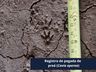 Obra de restauração da BR-163 já protegeu mais de 600 animais silvestres