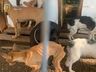 Operação da Polícia Civil resgata cães vítimas de maus-tratos em Tigrinhos