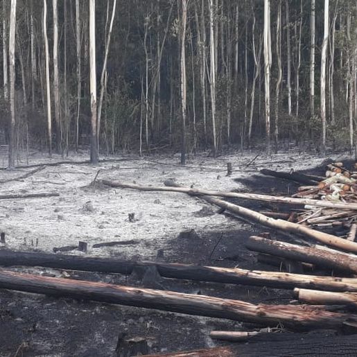 Fogo consome um hectare de reflorestamento em Itapiranga  