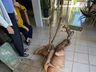 Pé de mandioca gigante de 112 kg levou 4 horas para ser colhido em SC