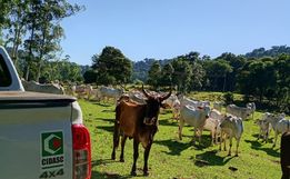 Drone ajuda Polícia Civil e CIDASC a recuperar boi furtado em Descanso