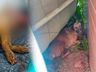 Morador denuncia atropelamento de cachorro na Willy Barth