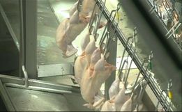 Hong Kong libera importação de frango de frigorífico da Aurora em Xaxim
