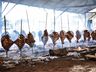 São Miguel do Oeste vai sediar campeonato de costela de fogo de chão