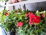 Central Flor, Floricultura e Paisagismo inaugura em São Miguel do Oeste