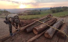 Polícia Ambiental apreende carga de madeira nativa