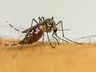 Com 6,3 milhões de casos prováveis, Brasil lidera ranking de dengue
