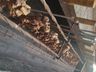 Igreja Matriz comercializa mais de 850KG de churrasco na Festa do Padroeiro
