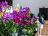 Central Flor, Floricultura e Paisagismo inaugura em São Miguel do Oeste