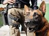 OUÇA: Núcleo de Operações com Cães da Polícia Civil deverá ser instalado em SMO