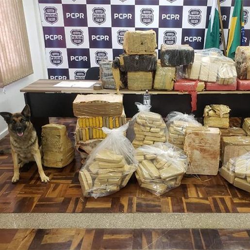 Operação policial apreende mais de 560 quilos de maconha 