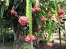 Estiagem do ano passado atrasou a produção de pitayas na região