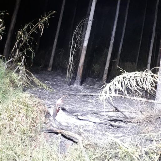 Incêndio florestal mobiliza bombeiros 