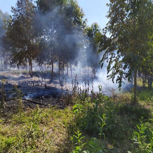 Incêndio queima 3500m² de mata em Campo Erê