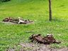 Definida empresa para recolha de carcaças de animais no Extremo Oeste