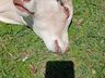 Bezerra com duas cabeças nasce em propriedade rural de Belmonte