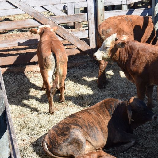 Terceiro leilão da ATEG é realizado no final de semana em SMOeste