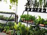 Central Flor, Floricultura e Paisagismo comemora 1 ano em São Miguel do Oeste