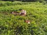 Crime de abigeato é registrado no interior de Tunápolis