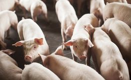 Exportações de SC para Argentina crescem 25% e ajudam estado a bater recorde histórico