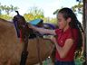 VÍDEO: Relação entre humanos e cavalos traz benefícios para o corpo e mente 