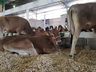 Exposição de animais será destaque na 15ª Efacitus, em Tunápolis