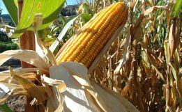 Agricultura do Extremo Oeste fecha abril com bons resultados, aponta Epagri