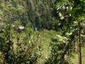 Bombeiros combatem incêndio em área de reflorestamento por 27 horas