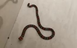 Cobra coral é encontrada dentro de banheiro de residência