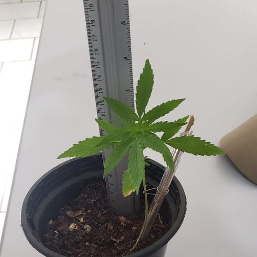 TUNÁPOLIS: PM encontra muda de maconha em apartamento 