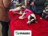 Mutirão de castração em Paraíso atende mais de 120 animais 