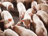 SC bate recorde com embarque de 55,7 mil toneladas de carne suína em janeiro