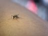 São Miguel do Oeste registra queda de 33% nos casos de dengue em 2025, mas segue em epidemia