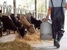 Movimento agropecuário de Itapiranga cresce 20% em 2020