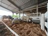 Animais da Mercoleite começam a chegar no parque de exposições
