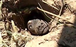 Cachorro enterrado vivo no Sul de SC é resgatado e irá para adoção 