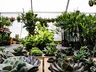 Central Flor, Floricultura e Paisagismo inaugura em São Miguel do Oeste