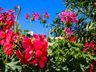 Central Flor, Floricultura e Paisagismo inaugura em São Miguel do Oeste