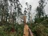 Município de Santa Helena é atingido por tornado de pequeno porte