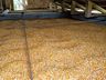 Epagri incentiva adaptação do paiol modelo Chapecó como silo secador de grãos
