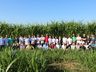 Epagri de Iporã do Oeste realiza Dia de Campo sobre nova variedade de pastagem