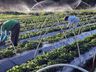 Senado vota liberação de R$ 1,2 bilhão para agricultores atingidos pela seca