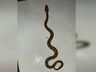 Jovem encontra cobra venenosa em moto no interior de Descanso