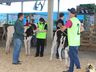 Julgamento de bovinos marca penúltimo dia da 10ª FAIC, em Iporã do Oeste