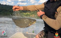 PMA apreende 320 metros de redes e devolve peixes ao Rio Uruguai