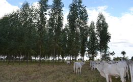 Veterinário orienta sobre os cuidados com alimentação bovina no inverno