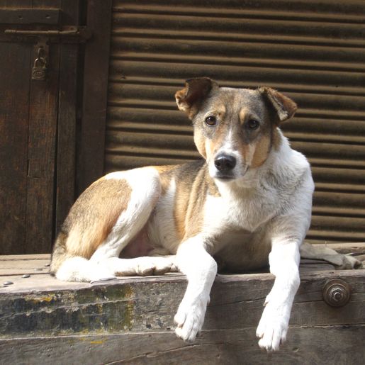 Governo de SC autoriza que animais sejam alimentados nas ruas